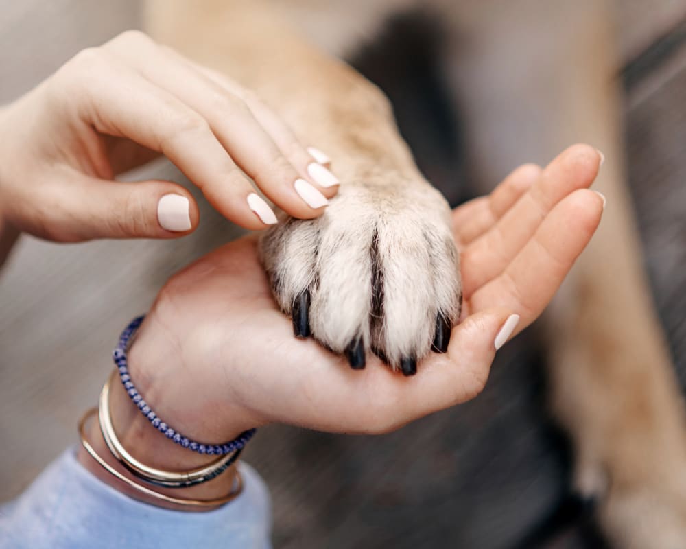 Grief Counselling, Creston Vet