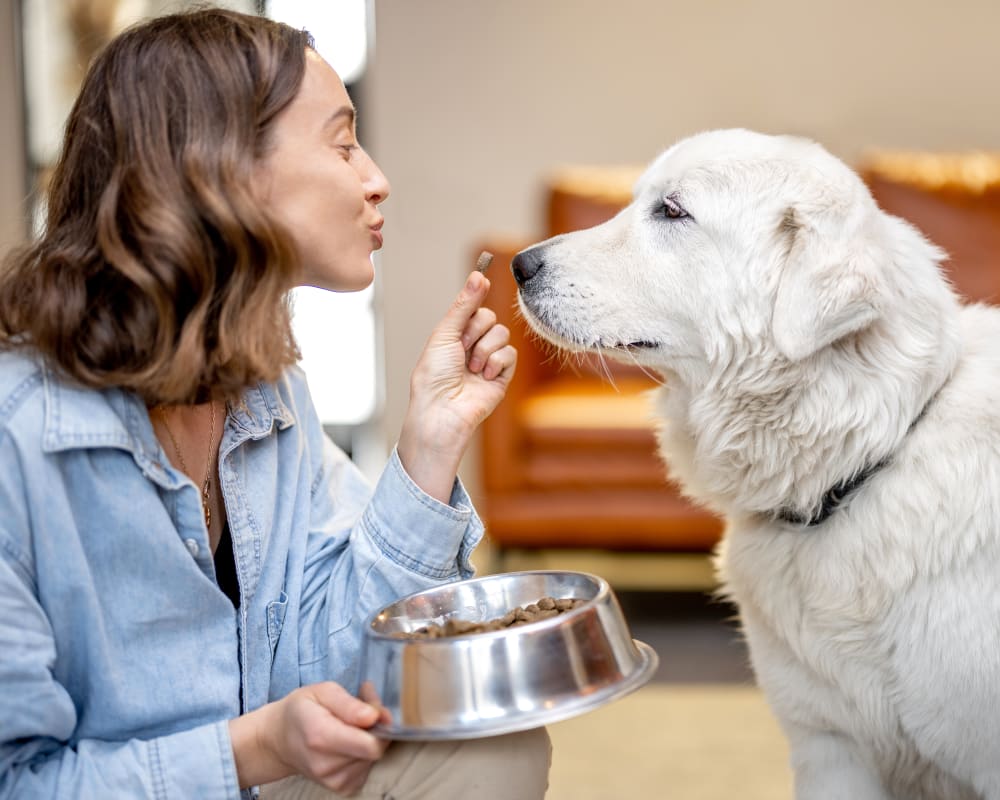 Nutrition Counseling, Creston Vet