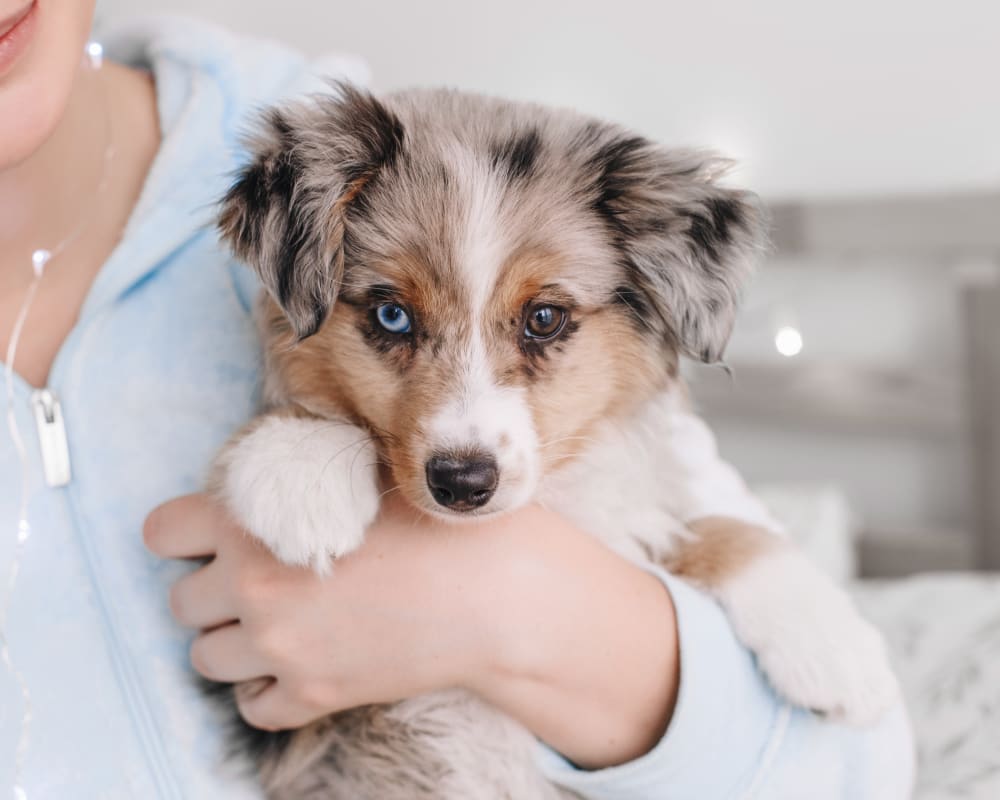 Puppies & Kittens, Creston Veterinarians